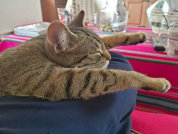 Filoute participe au concours pour gagner de l'argent avec cette photo : bedding, carnivore, cat, comfort, domestic_short_haired_cat, felidae, fur, grey, lap, linens, magenta, nap, room, sitting, sleep, small_to_medium_sized_cats, snout, tableware, textile, whiskers