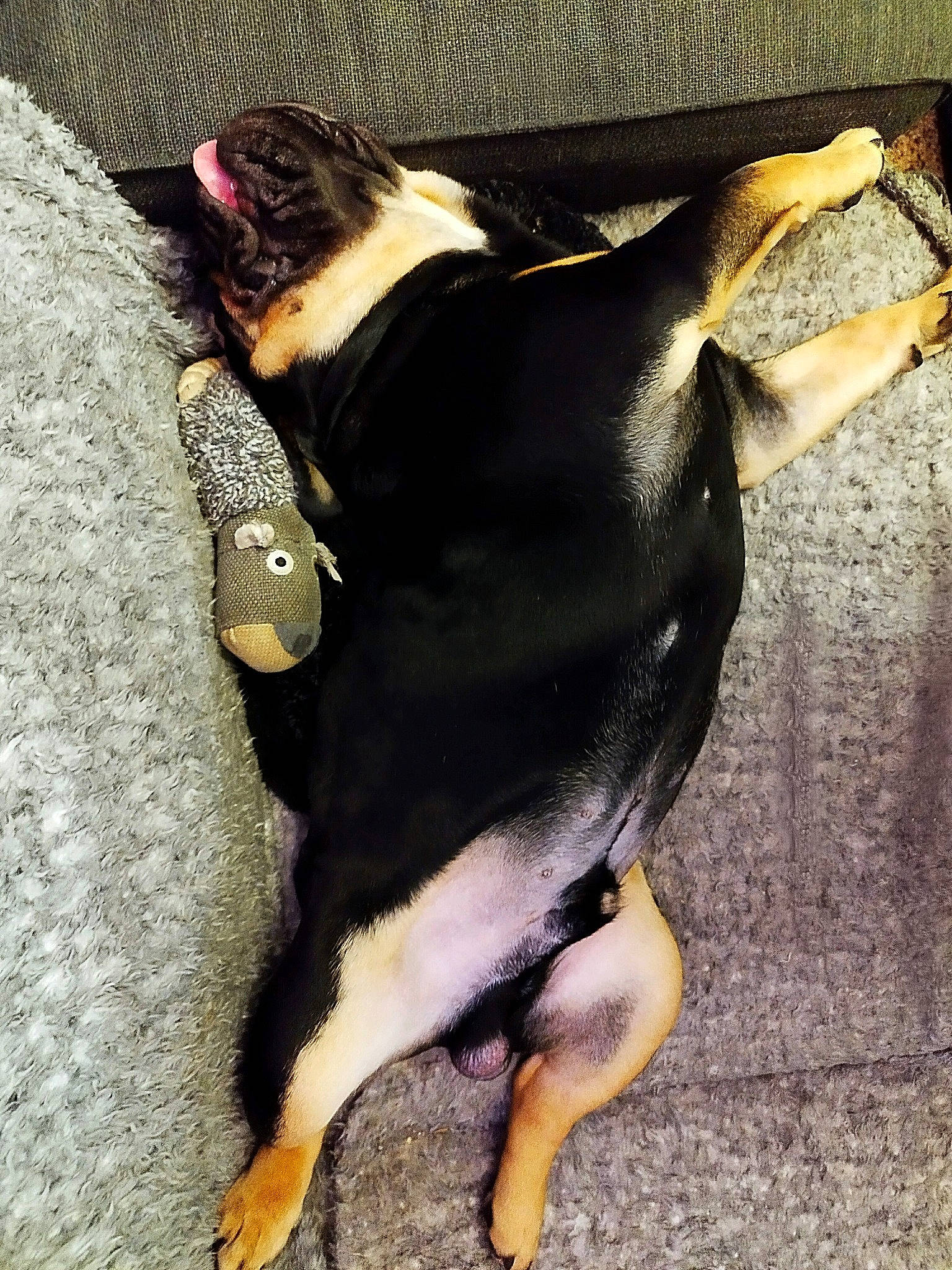 Gaston participe au concours pour gagner de l'argent avec cette photo : canidae, carnivore, companion_dog, dog, dog_breed, ear, fawn, flightless_bird, foot, fur, head, human_body, human_leg, snout, sporting_group, tail, terrestrial_animal, toy_dog, whiskers, working_animal