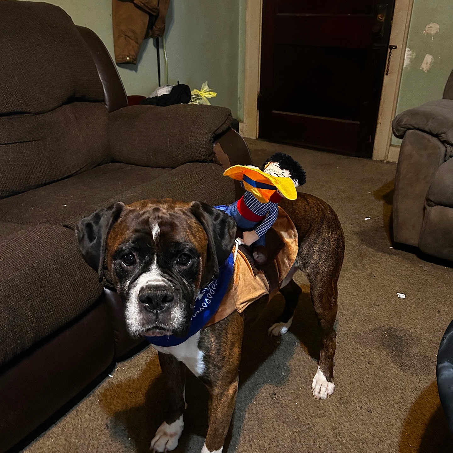 Tut is registered to the contest to win money with this photo: animal, architecture, boxer, building, bulldog, canine, chair, couch, dog, frenchbulldog, furniture, indoors, interiordesign, livingroom, pet, pitbull, plant, pottedplant, puppy, room