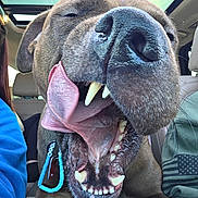 Bailey is registered to the contest to win money with this photo: animal, canine, car_interior, close_up, collar, companion, dog, fur, happy, inside_car, joyful, muzzle, open_mouth, pet, playful, seat, snout, teeth, tongue, whiskers