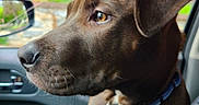 Bailey is registered to the contest to win money with this photo: accessories, alloywheel, animal, boxer, bulldog, canine, car, carwheel, cushion, dog, hound, labradorretriever, machine, pet, puppy, spoke, tire, transportation, vehicle, wheel
