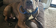 Bailey joined the competition — help win amazing prizes! animal, architecture, building, bulldog, canine, chair, clothing, couch, cushion, dog, footwear, furniture, homedecor, hound, indoors, livingroom, pet, pitbull, puppy, shoe