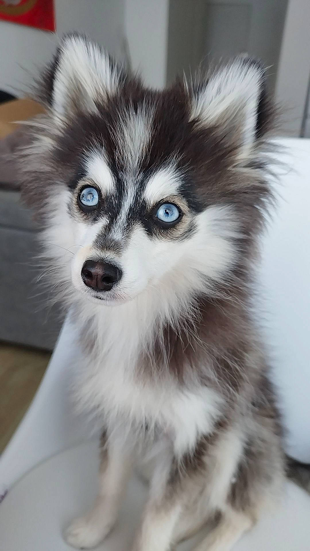 Rio a rejoint le concours — aidez-le/la à gagner de superbes lots ! art, canidae, carnivore, companion_dog, dog, dog_breed, ear, electric_blue, eye, fur, iris, snout, terrestrial_animal, toy_dog, whiskers, wildlife, working_animal