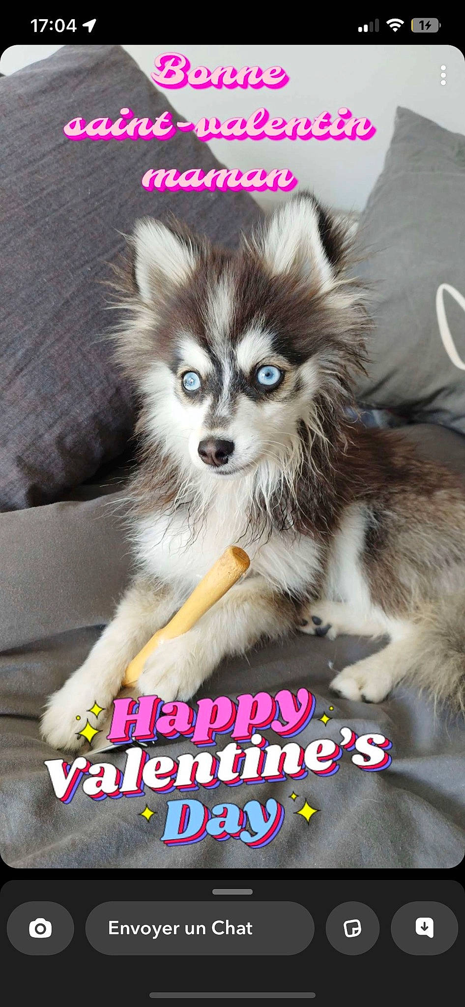 Rio a rejoint le concours — aidez-le/la à gagner de superbes lots ! ancient_dog_breeds, canidae, carnivore, companion_dog, dog, dog_breed, dog_supply, fur, non_sporting_group, photo_caption, photography, smile, snout, tail, terrestrial_animal, toy_dog, whiskers, wildlife