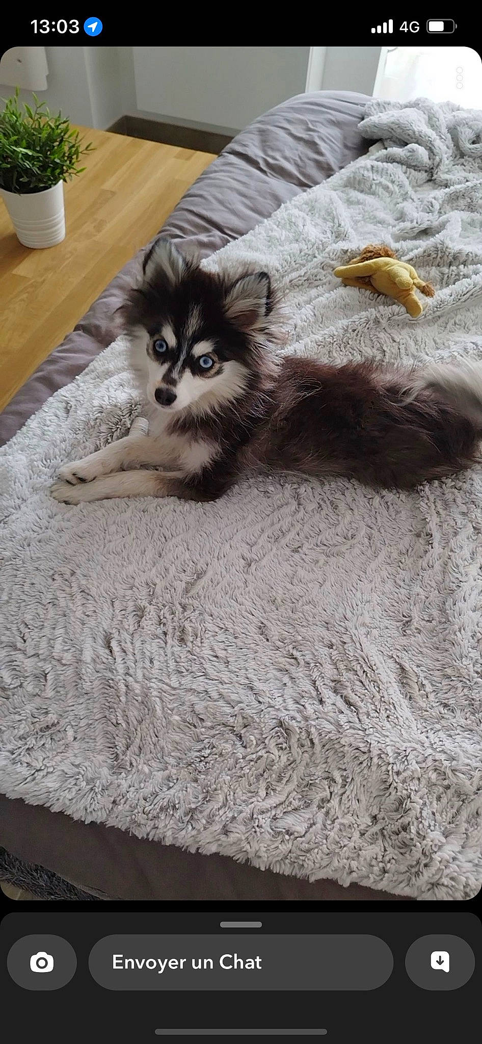 Rio a rejoint le concours — aidez-le/la à gagner de superbes lots ! canidae, carnivore, companion_dog, dog_breed, fawn, felidae, flooring, flowerpot, fur, grey, hardwood, houseplant, small_to_medium_sized_cats, snout, sporting_group, tail, terrestrial_animal, whiskers, wildlife, wood