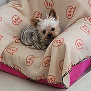 Nala a rejoint le concours — aidez-le/la à gagner de superbes lots ! animal, beige, blanket, chair, cozy, curious, cushion, cute, dog, floor, fur, indoor, pattern, pet, pink, relaxed, resting, small_dog, speech_bubble, yorkshire_terrier