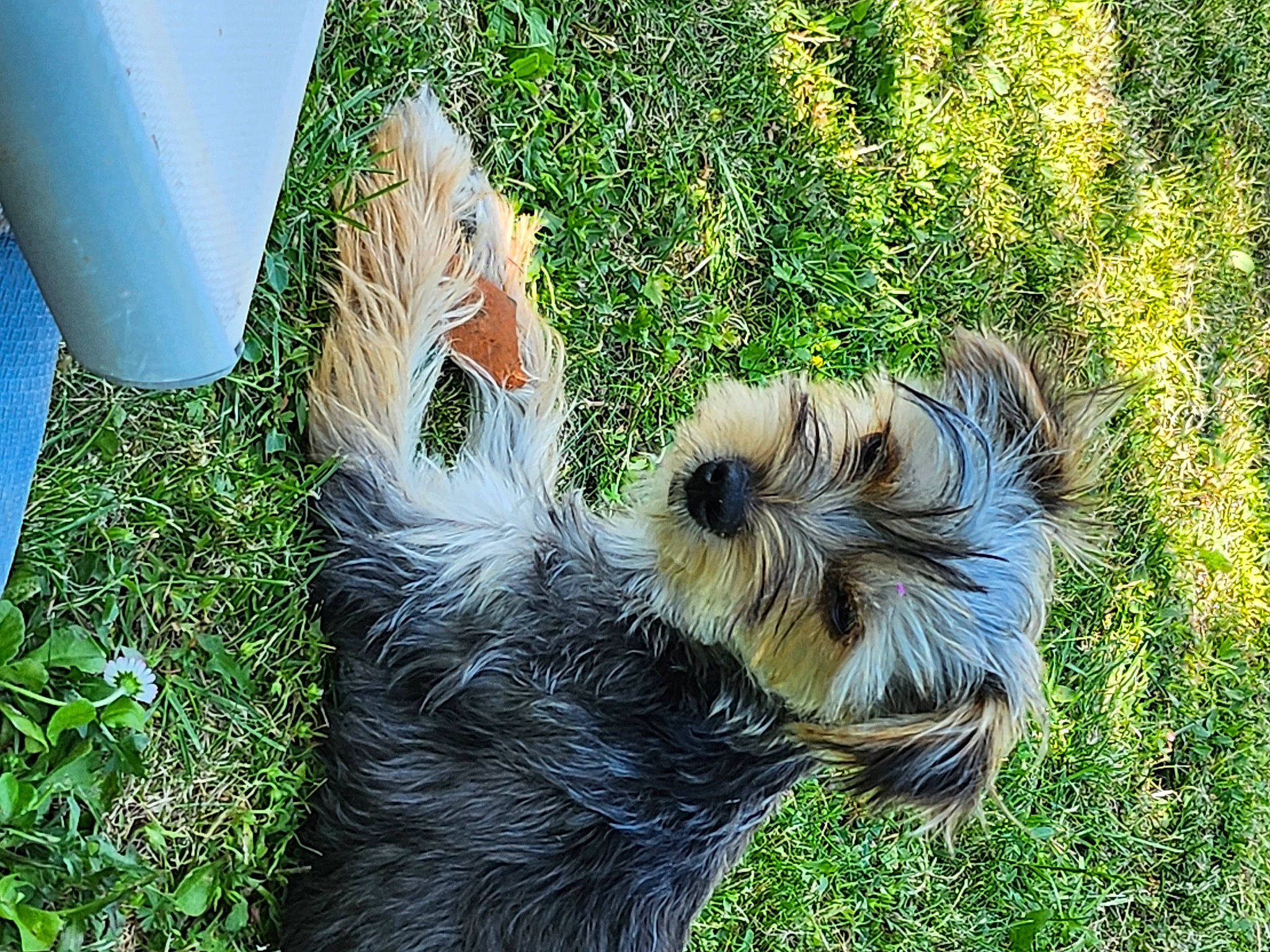 Trudy a rejoint le concours — aidez-le/la à gagner de superbes lots ! bearded_collie, canidae, carnivore, companion_dog, dog, dog_breed, fur, grass, plant, puppy, small_terrier, snout, sporting_group, tail, terrier, toy_dog
