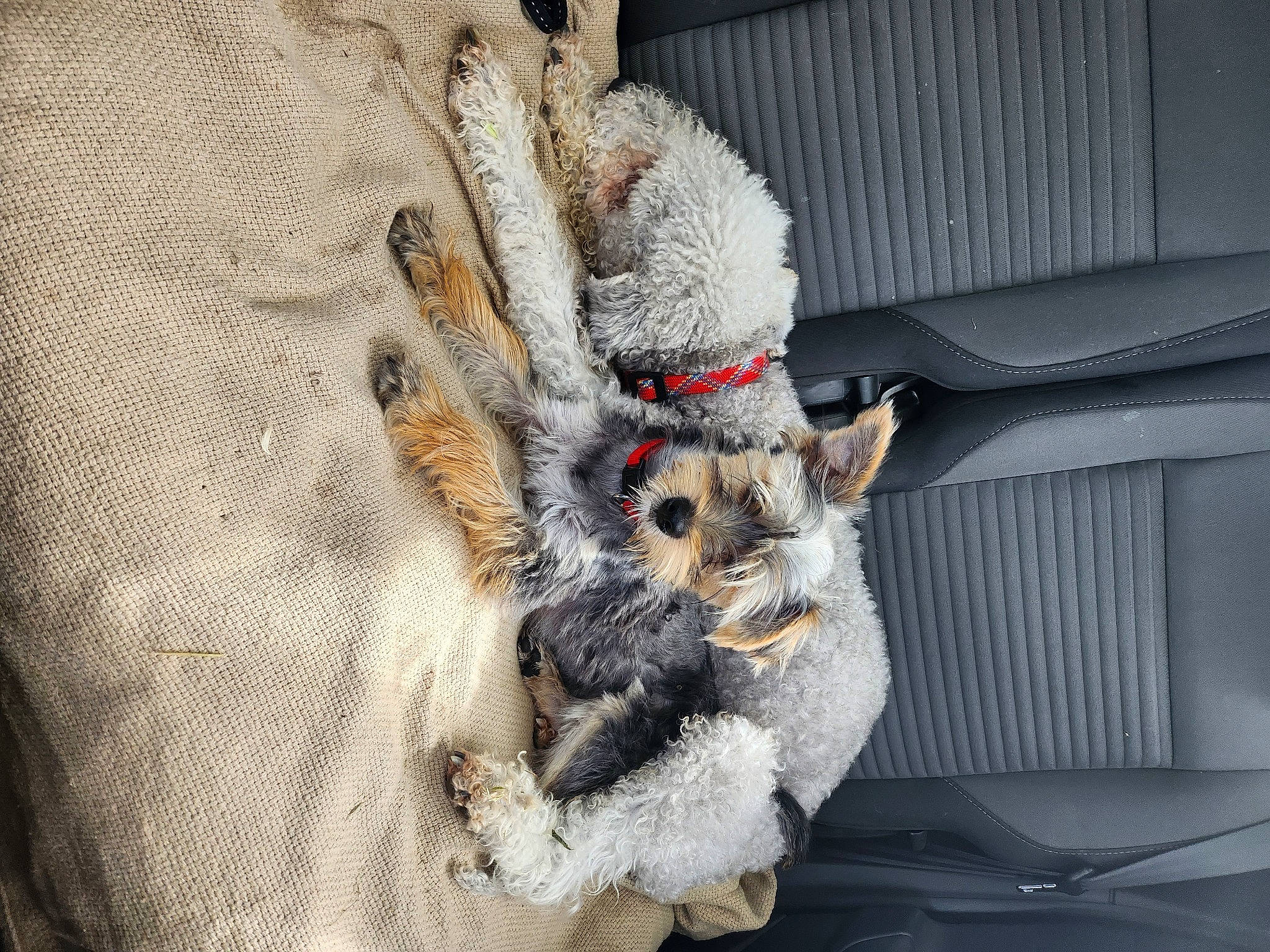 Trudy participe au concours pour gagner de l'argent avec cette photo : canidae, claw, fawn, felidae, fur, fur_clothing, grey, hat, paw, plant, plush, snout, stuffed_toy, tail, teddy_bear, toy, tree, twig, whiskers, wood