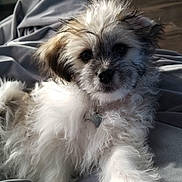 Rosie joined the competition — help win amazing prizes! puppy, dog, fluffy, pet, cute, indoor, blanket, fur, young, animal, small, relaxing, home, soft, cozy, light, curious, adorable, companion, portrait