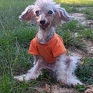 Pepper is registered to the contest to win money with this photo: animal, building, canine, cute, dirt, dog, ears, face, fur, grass, happy, nature, orange_shirt, outdoor, pet, rustic, sitting, small_dog, sunlight, tongue_out