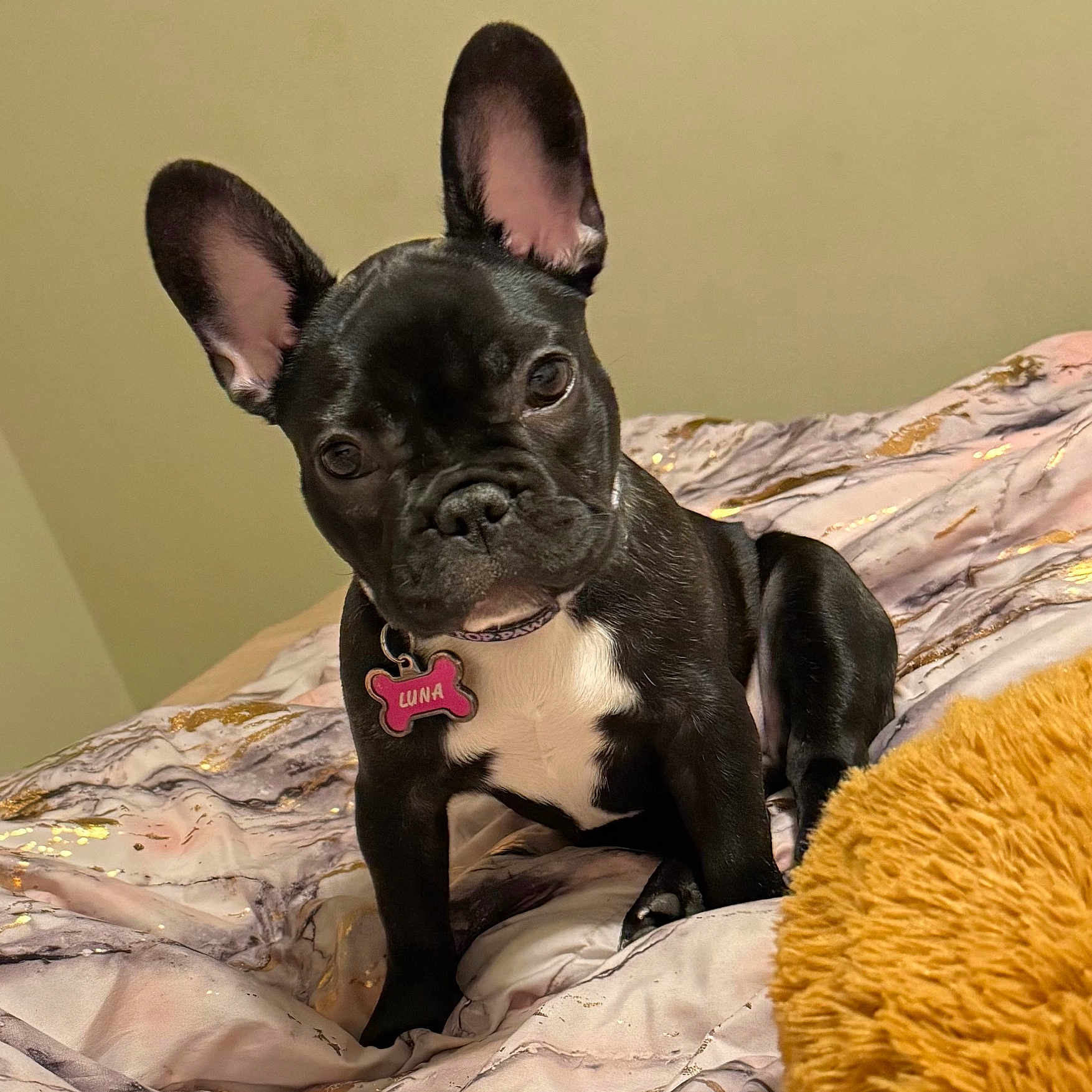 Luna joined the competition — help win amazing prizes! animal, bed, black_and_white, blanket, collar, companion, cute, dog, domestic_animal, ears, french_bulldog, fur, indoor, looking_at_camera, pet, puppy, resting, small_dog, tag, young