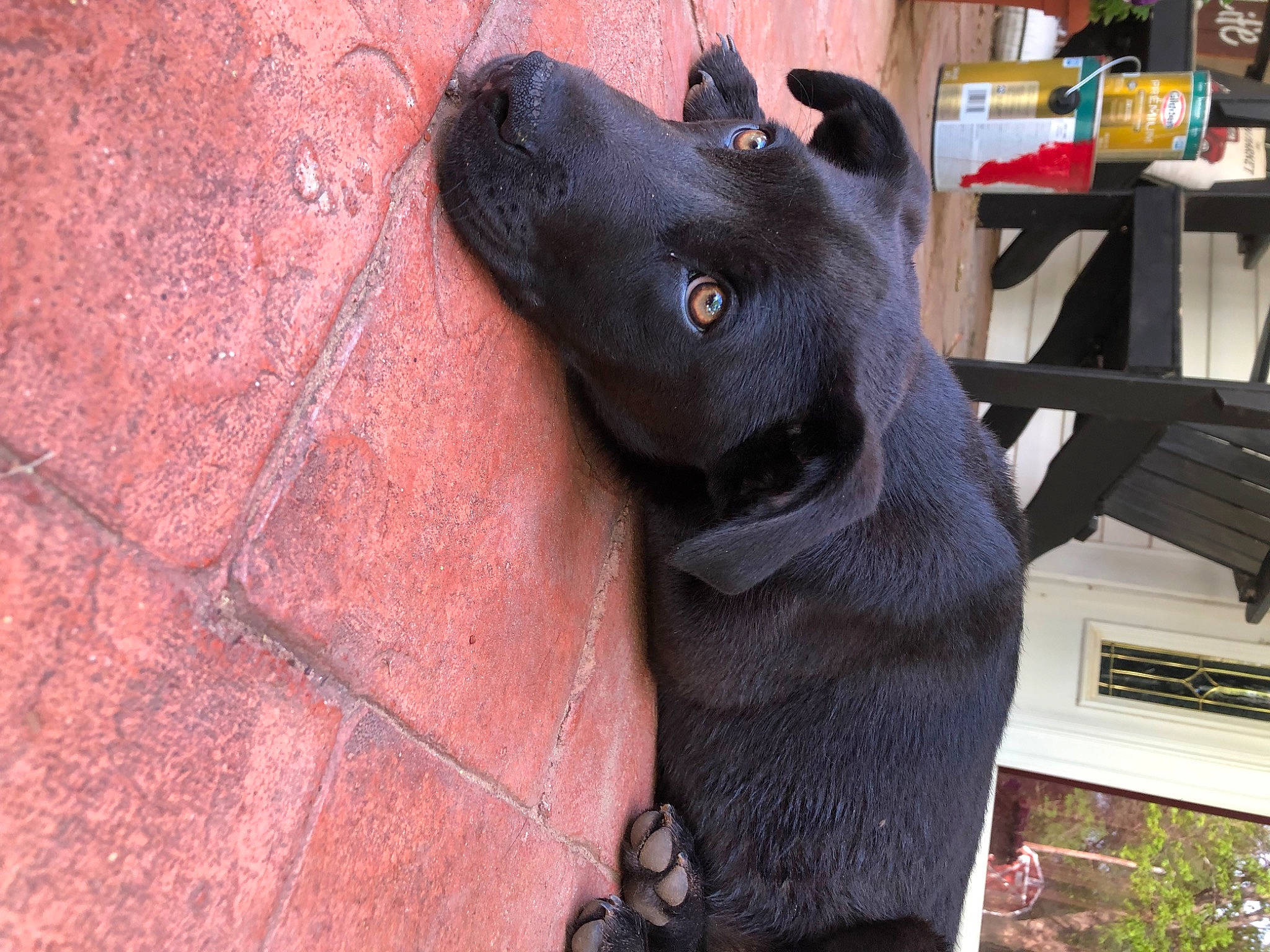 Bruno is registered to the contest to win money with this photo: canidae, carnivore, collar, dog_breed, electric_blue, fashion_accessory, fawn, felidae, fur, plant, sculpture, shelf, snout, sporting_group, stuffed_toy, terrestrial_animal, whiskers, window, wood, working_animal