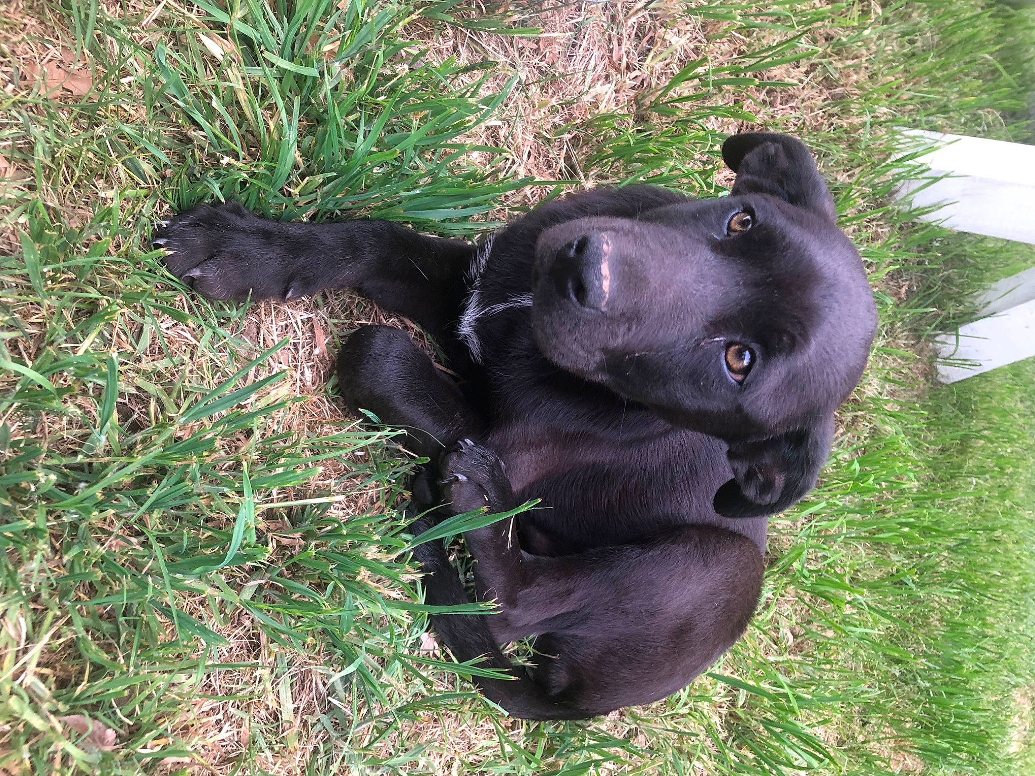 Bruno is registered to the contest to win money with this photo: borador, canidae, carnivore, companion_dog, dog, dog_breed, dog_collar, fawn, grass, guard_dog, hunting_dog, liver, non_sporting_group, plant, snout, sporting_group, terrestrial_animal, working_animal