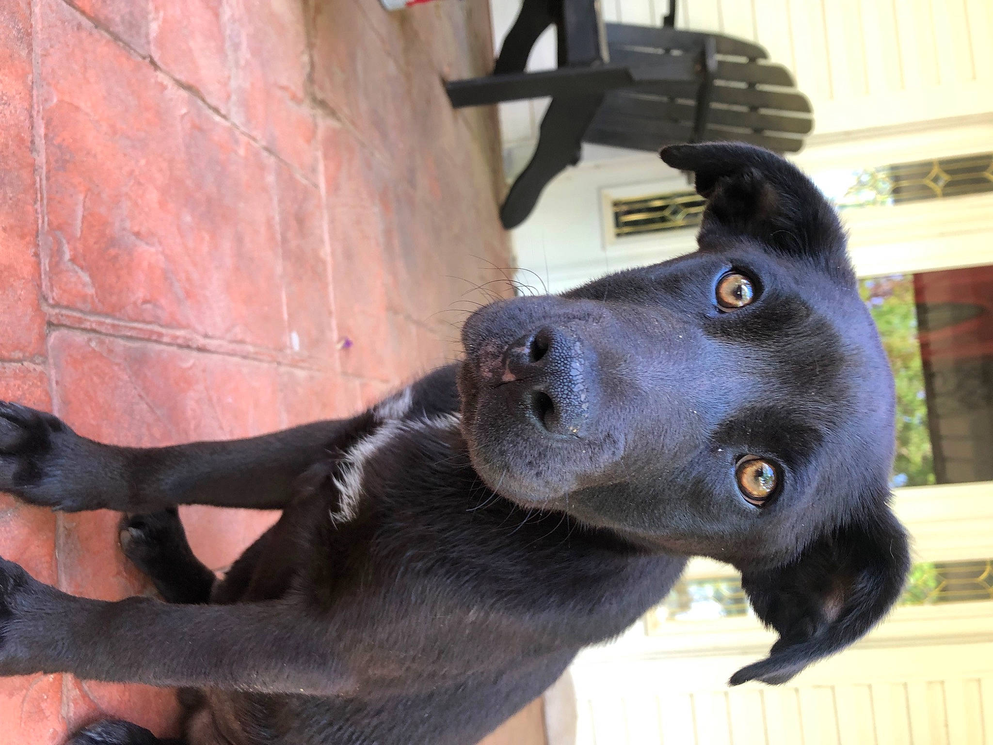 Bruno is registered to the contest to win money with this photo: art, borador, canidae, carnivore, collar, companion_dog, dog, dog_breed, dog_collar, fur, guard_dog, jaw, non_sporting_group, snout, sporting_group, whiskers, window, working_animal, working_dog