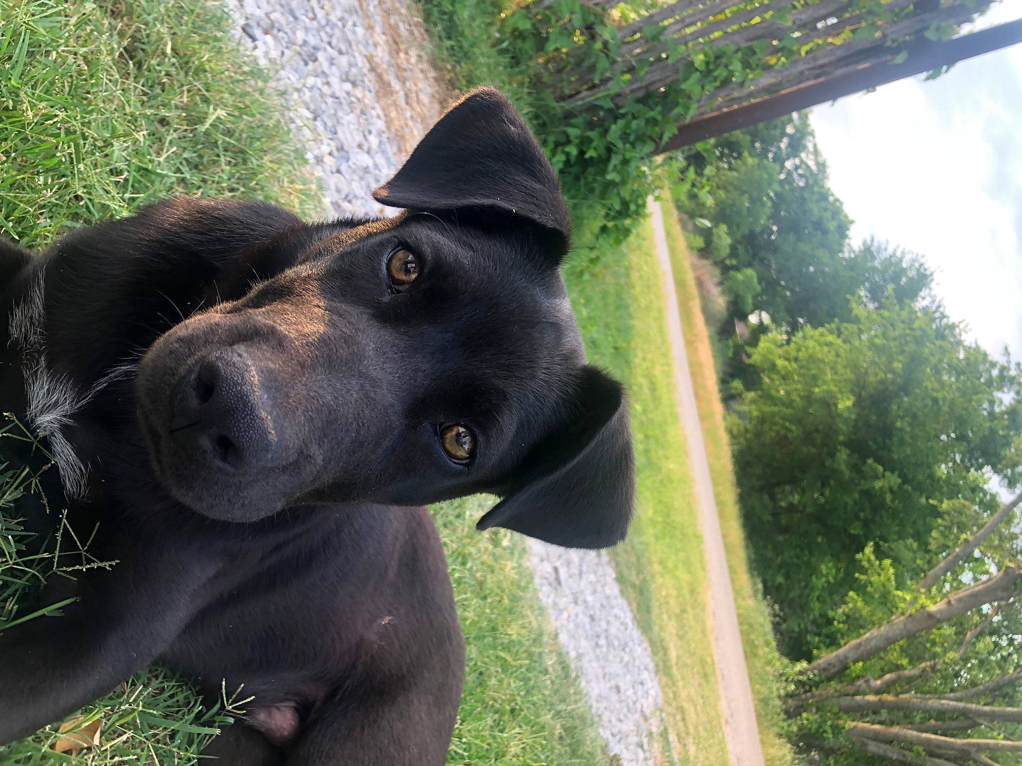 Bruno joined the competition — help win amazing prizes! borador, canidae, carnivore, companion_dog, dog, dog_breed, dog_collar, fashion_accessory, fawn, fur, grass, guard_dog, non_sporting_group, plant, sky, snout, sporting_group, terrestrial_animal, tree, working_animal