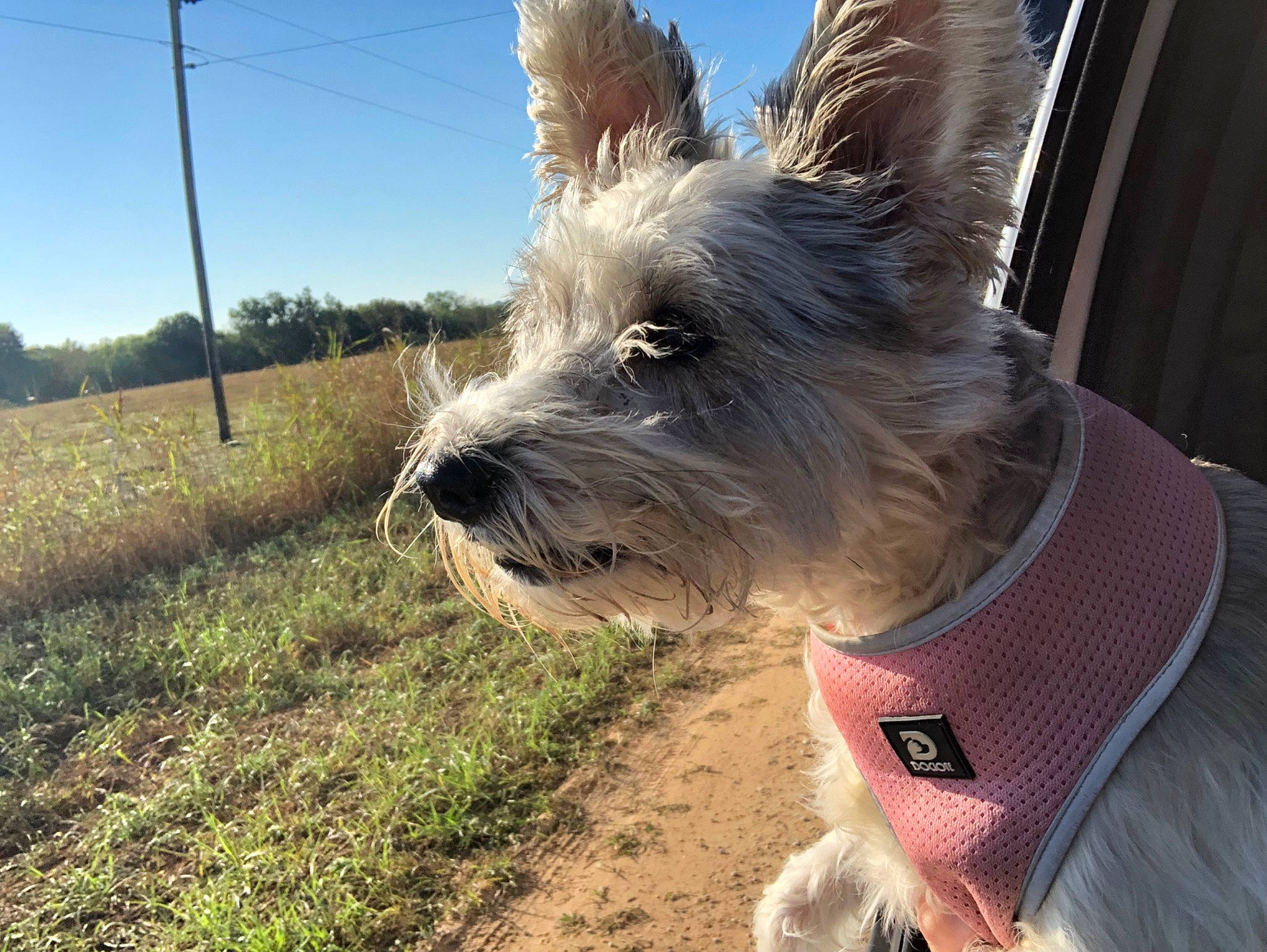Lexie joined the competition — help win amazing prizes! canidae, carnivore, collar, companion_dog, dog, dog_breed, dog_collar, dog_supply, fawn, grass, pet_supply, plant, sky, small_terrier, snout, soil, sporting_group, tail, tree, working_animal