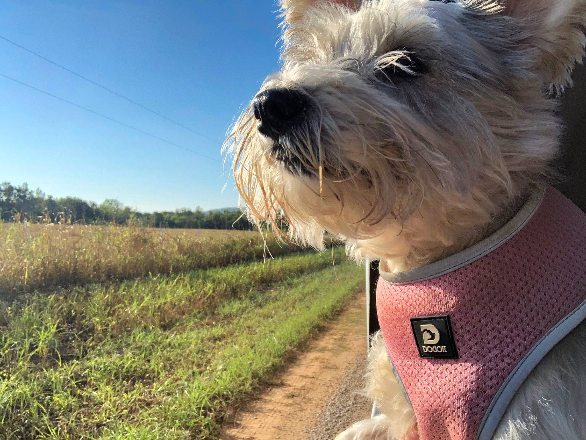 Lexie joined the competition — help win amazing prizes! carnivore, cloud, collar, companion_dog, dog, dog_breed, dog_collar, fawn, grass, grassland, landscape, plant, schnauzer, sky, small_terrier, sporting_group, standard_schnauzer, terrier, toy_dog, working_animal