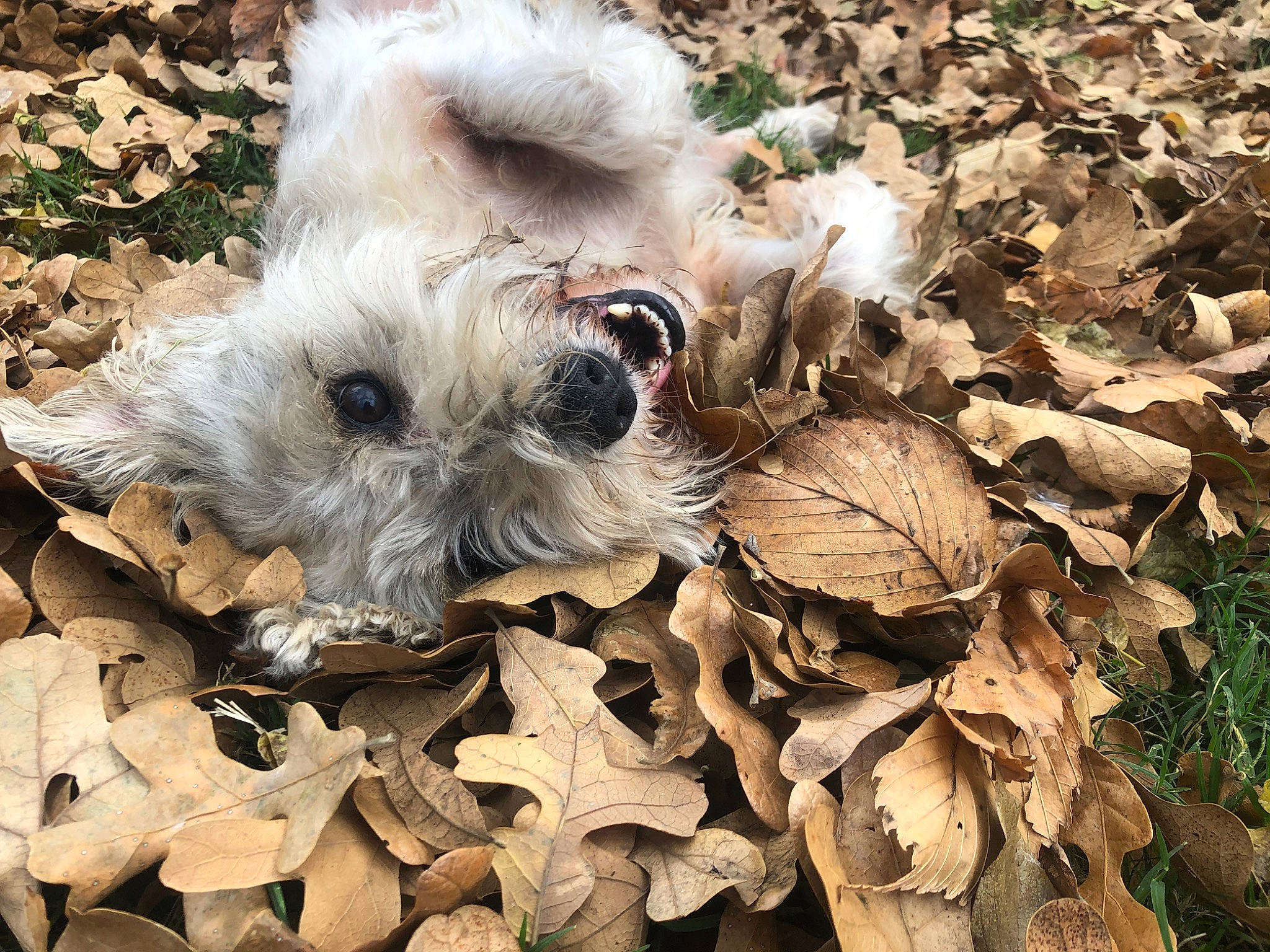 Lexie joined the competition — help win amazing prizes! art, canidae, carnivore, companion_dog, dog, dog_breed, fawn, fur, non_sporting_group, plant, small_terrier, snout, sporting_group, terrestrial_animal, terrier, toy, toy_dog, wood, working_animal