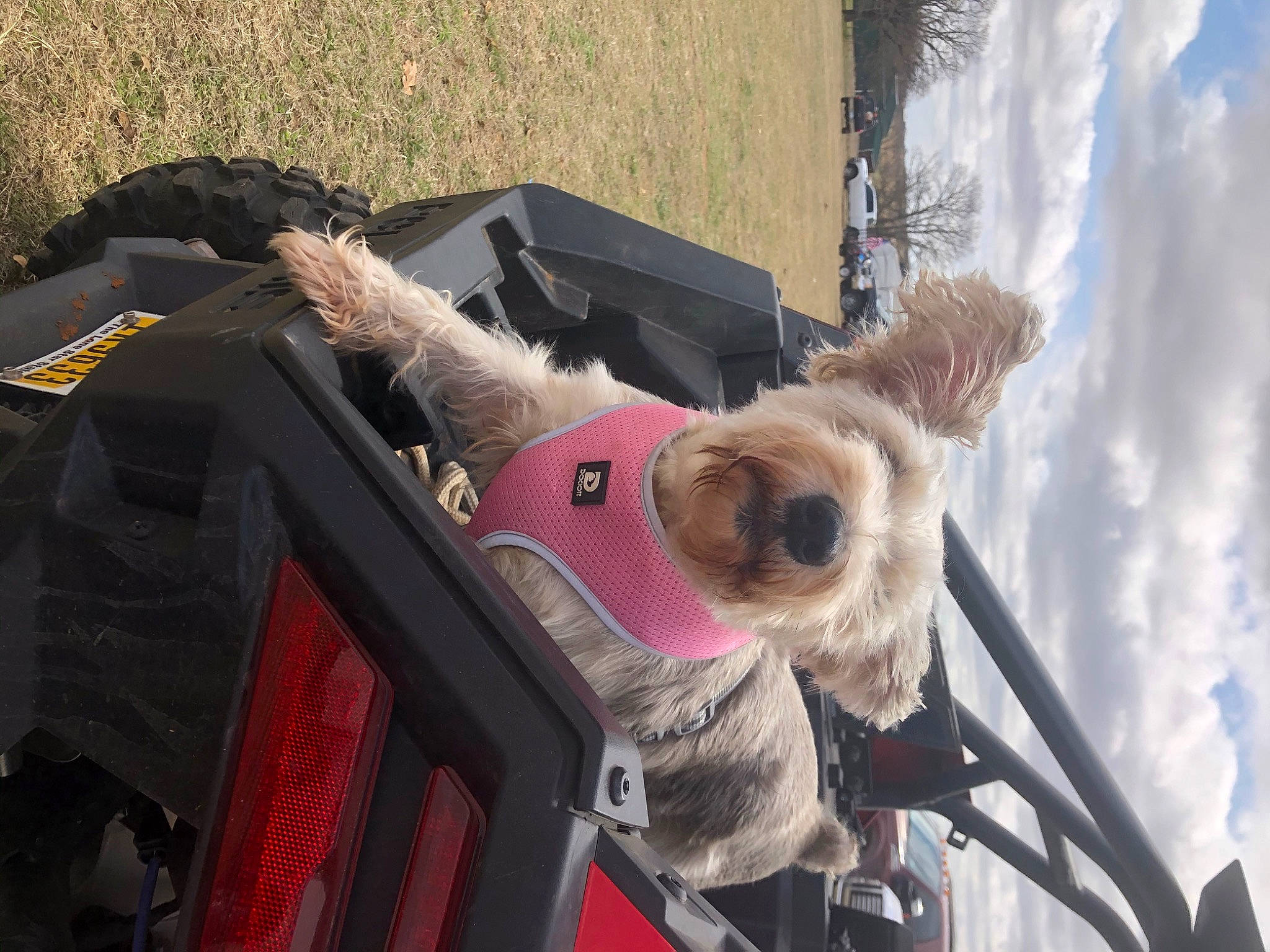 Lexie joined the competition — help win amazing prizes! automotive_exterior, car, carnivore, cloud, collar, companion_dog, dog, dog_breed, dog_clothes, fawn, fur, mode_of_transport, motor_vehicle, sky, snout, sporting_group, stuffed_toy, sunglasses, vehicle, working_animal