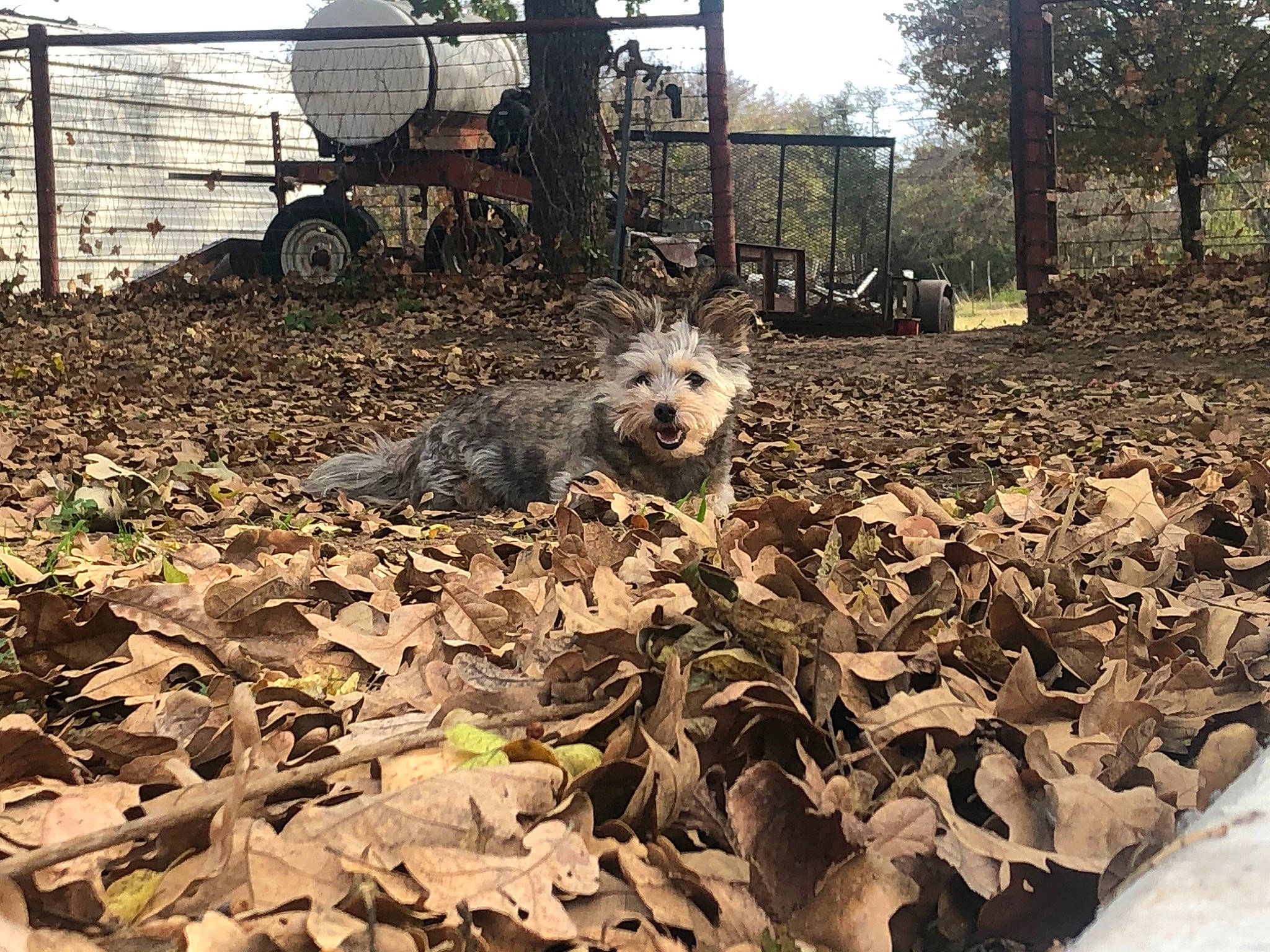 Jayjay joined the competition — help win amazing prizes! asphalt, automotive_tire, carnivore, companion_dog, dog, dog_breed, fawn, fence, grass, landscape, mammal, plant, road_surface, snout, tire, toy_dog, tree, vertebrate, wheel, working_animal