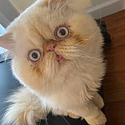 Edward is registered to the contest to win money with this photo: adorable, animal, blue_eyes, cat, close_up, cute, domestic_cat, expression, feline, floor, fluffy, fur, indoor, looking_up, pet, tail, tongue_out, whiskers, white_cat, wide_eyes