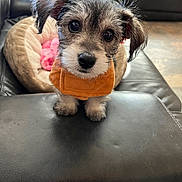 Daisy joined the competition — help win amazing prizes! puppy, dog, pet, cute, orange_sweater, leather, black, bed, blanket, indoor, animal, fur, small, looking_up, ears, nose, eyes, cozy, home, adorable