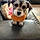 Daisy