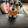 Daisy