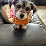 puppy, dog, pet, cute, orange_sweater, leather, black, bed, blanket, indoor, animal, fur, small, looking_up, ears, nose, eyes, cozy, home, adorable