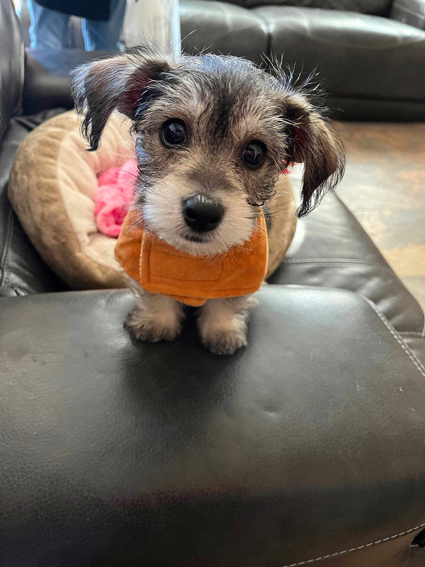 Daisy