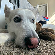 Ares joined the competition — help win amazing prizes! animal, bedroom, carpet, closeup, dog, ears, fur, indoor, lying_down, natural_light, nose, pet, pink_nose, plush_toy, portrait, relaxed, resting, soft_light, white_dog, window_blinds