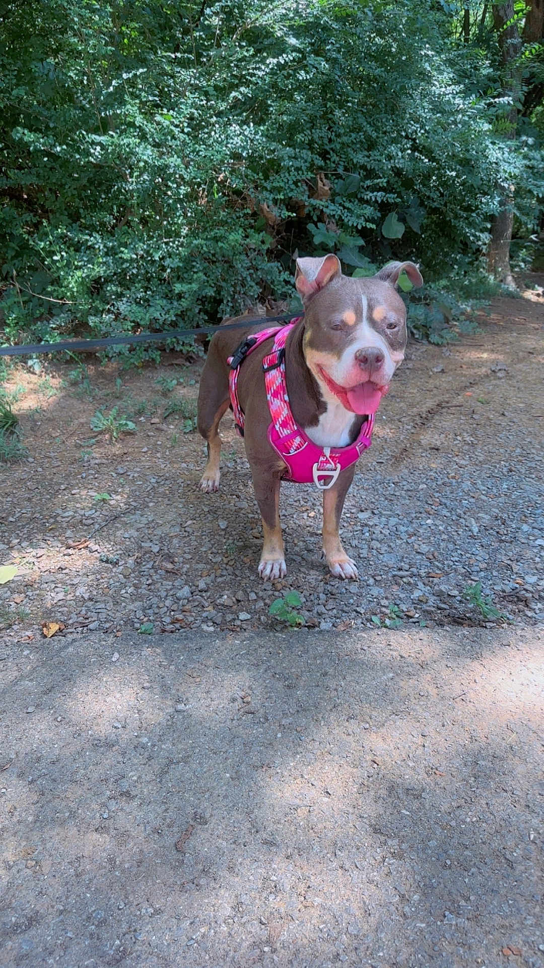 Lola Faílana is registered to the contest to win money with this photo: dog, canine, pet, animal, outdoor, forest, greenery, gravel, path, harness, pink, tongue, ears, standing, nature, sunlight, shade, trees, leaves, walking