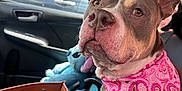 Lola Faílana joined the competition — help win amazing prizes! dog, bandana, car_interior, seat, handbag, plush_toy, stitch, curious, pet, brown, pink, paisley, closeup, window, side_mirror, sunlight, dog_face, ears, animal, domestic_animal