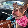 dog, bandana, car_interior, seat, handbag, plush_toy, stitch, curious, pet, brown, pink, paisley, closeup, window, side_mirror, sunlight, dog_face, ears, animal, domestic_animal