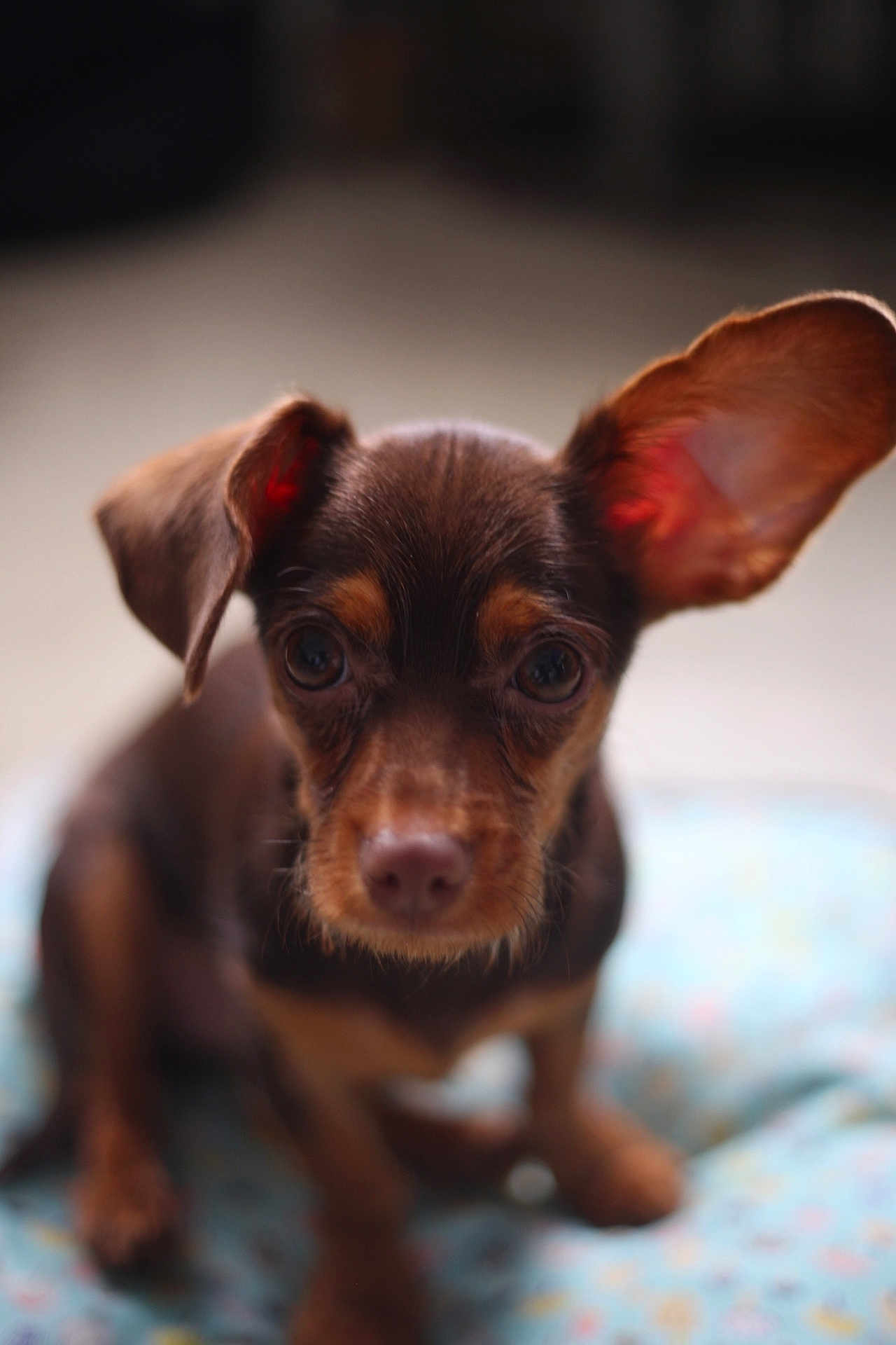 Romeo joined the competition — help win amazing prizes! puppy, dog, brown_dog, small_dog, cute, pet, animal, ears, blanket, indoor, close_up, portrait, young_dog, fur, looking_at_camera, sitting, blurred_background, adorable, companion, domestic_animal
