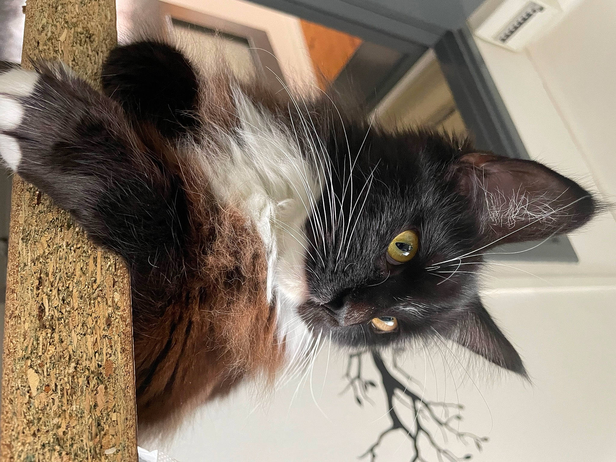 Thalia a rejoint le concours — aidez-le/la à gagner de superbes lots ! black_cat, carnivore, cat, claw, domestic_short_haired_cat, ear, felidae, fur, paw, small_to_medium_sized_cats, snout, tail, whiskers, window