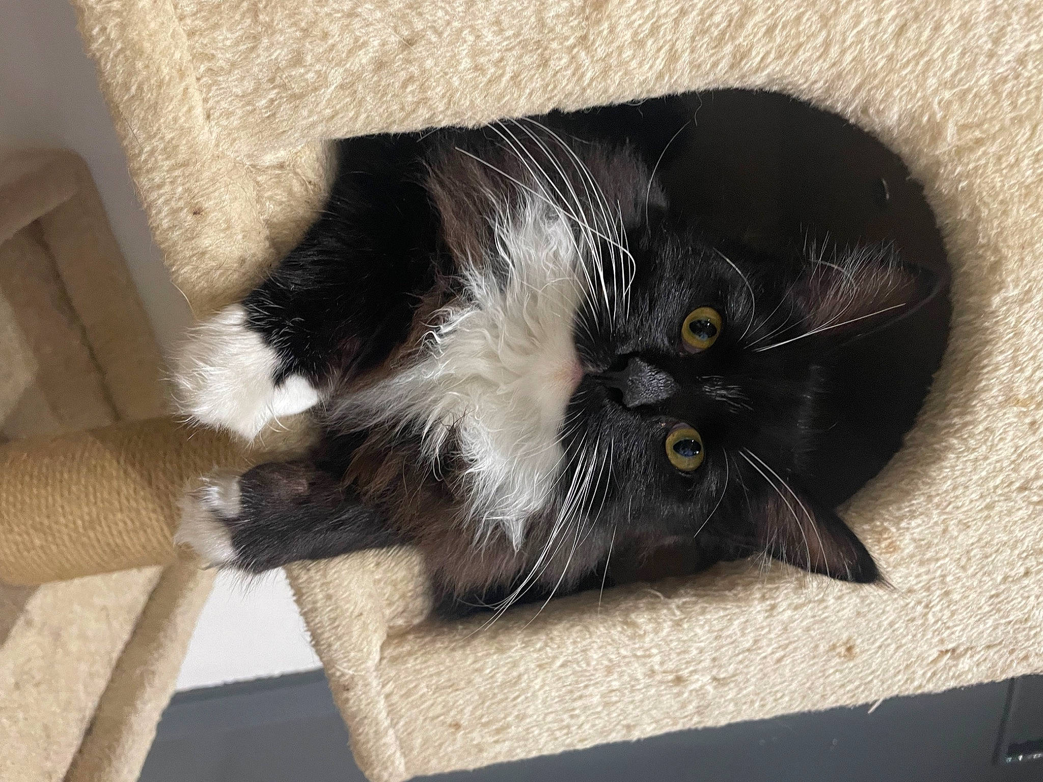 Thalia a rejoint le concours — aidez-le/la à gagner de superbes lots ! black_cat, bombay, carnivore, cat, cat_supply, claw, comfort, domestic_short_haired_cat, eye, felidae, fur, paw, small_to_medium_sized_cats, snout, tail, terrestrial_animal, whiskers