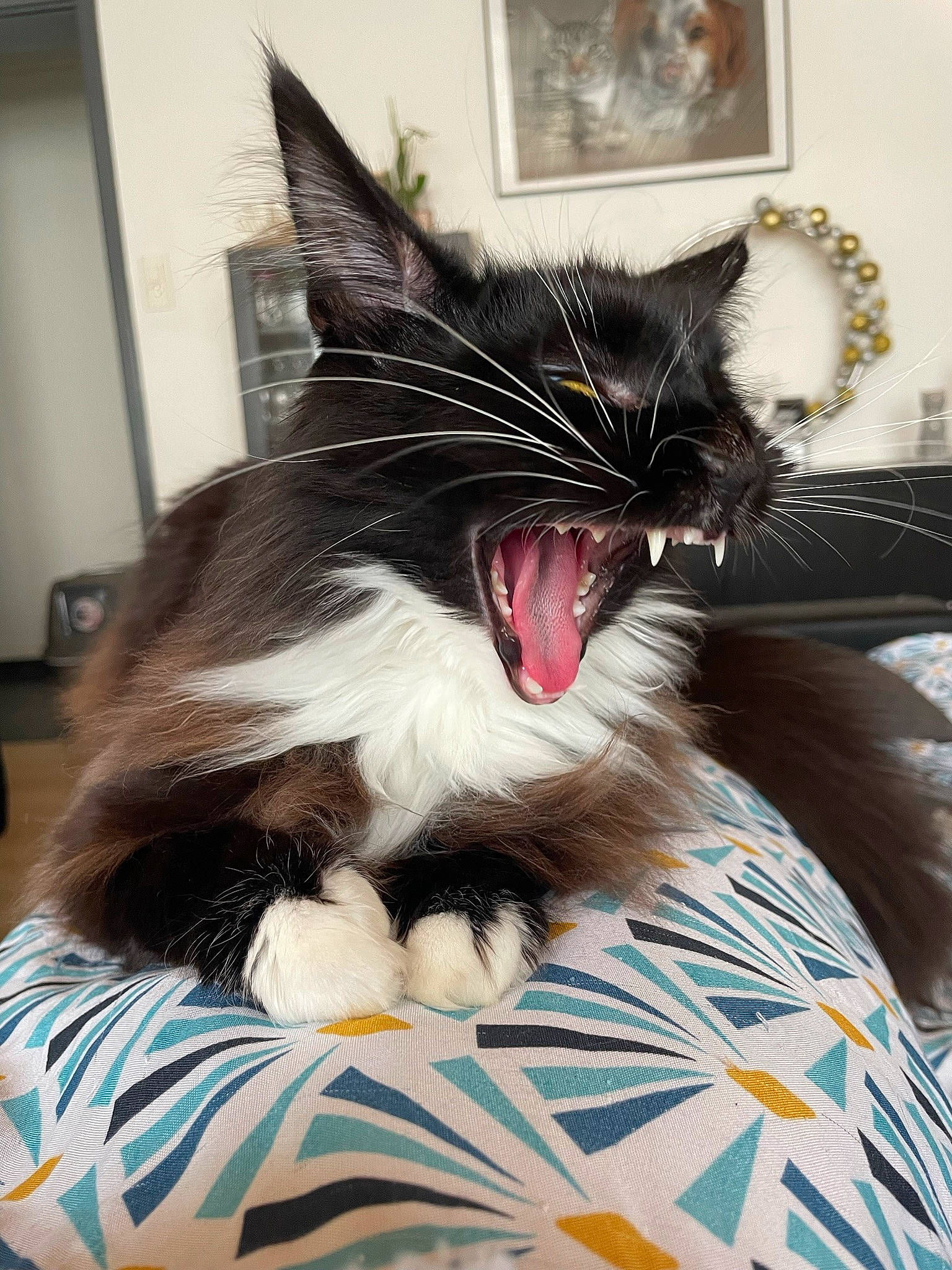 Thalia a rejoint le concours — aidez-le/la à gagner de superbes lots ! carnivore, cat, cat_supply, claw, comfort, domestic_short_haired_cat, eye, fang, felidae, foot, formal_wear, fur, paw, roar, small_to_medium_sized_cats, snout, tail, whiskers, yawn