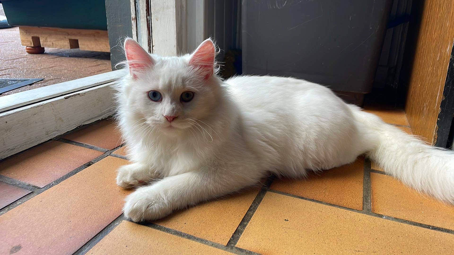 Tango a rejoint le concours — aidez-le/la à gagner de superbes lots ! carnivore, cat, claw, domestic_short_haired_cat, fawn, felidae, flooring, fur, hardwood, paw, small_to_medium_sized_cats, snout, tail, terrestrial_animal, whiskers, window, wood