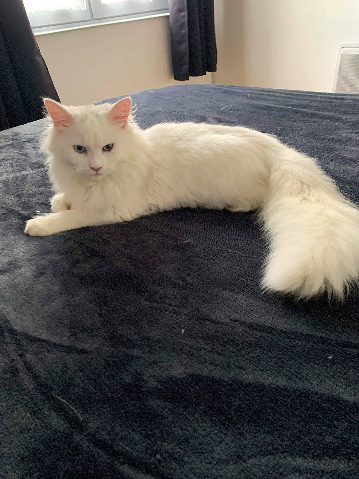 Tango participe au concours pour gagner de l'argent avec cette photo : carnivore, cat, claw, comfort, domestic_short_haired_cat, fawn, felidae, flooring, fur, hardwood, paw, small_to_medium_sized_cats, snout, tail, terrestrial_animal, whiskers, wood