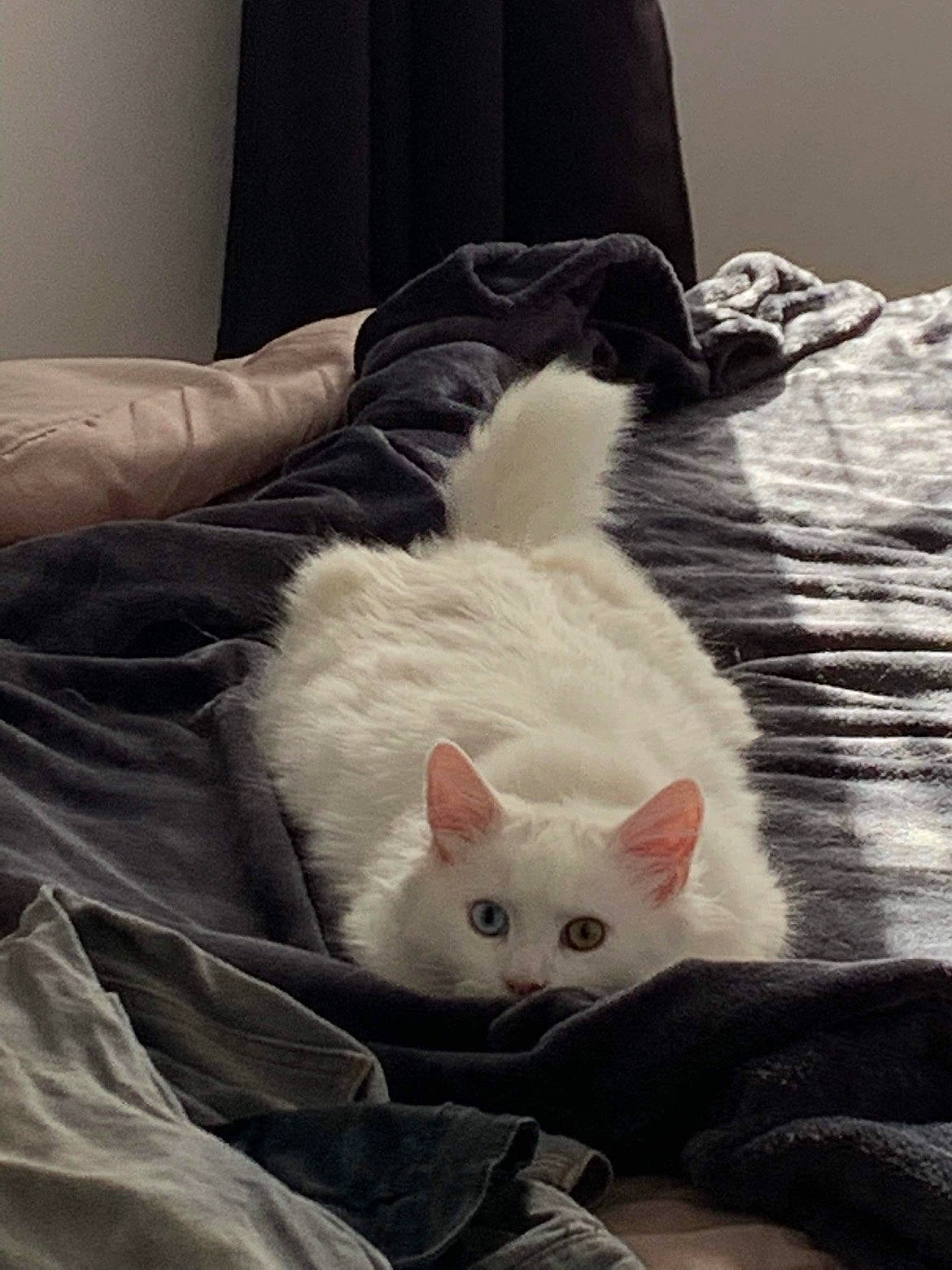 Tango a rejoint le concours — aidez-le/la à gagner de superbes lots ! bed, bedding, carnivore, cat, comfort, domestic_short_haired_cat, fawn, felidae, flooring, fur, hardwood, linens, mammal, paw, small_to_medium_sized_cats, snout, tail, textile, whiskers, wood