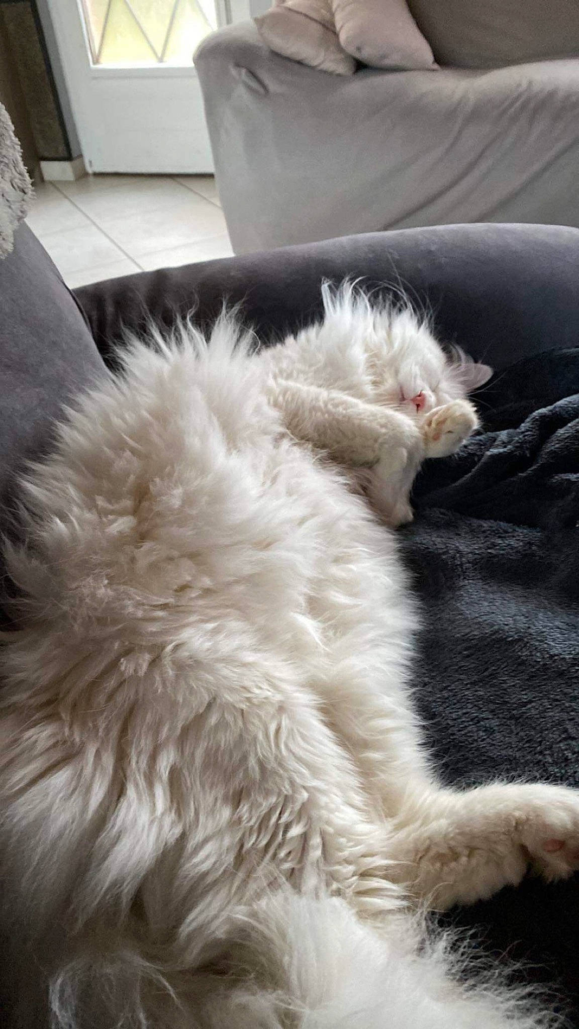 Tango a rejoint le concours — aidez-le/la à gagner de superbes lots ! canidae, carnivore, cat, claw, comfort, companion_dog, dog_breed, felidae, fur, paw, ragdoll, small_to_medium_sized_cats, tail, terrestrial_animal, whiskers