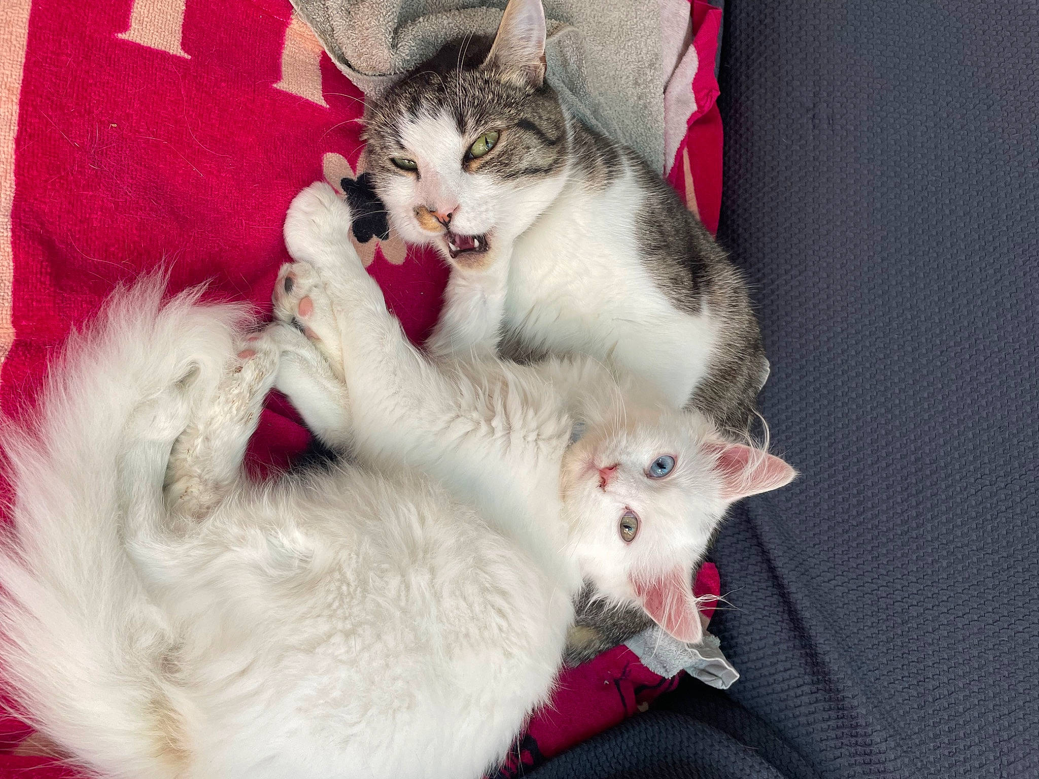 Tango a rejoint le concours — aidez-le/la à gagner de superbes lots ! carnivore, cat, claw, comfort, domestic_short_haired_cat, fang, felidae, foot, fur, mammal, paw, small_to_medium_sized_cats, snout, tail, whiskers