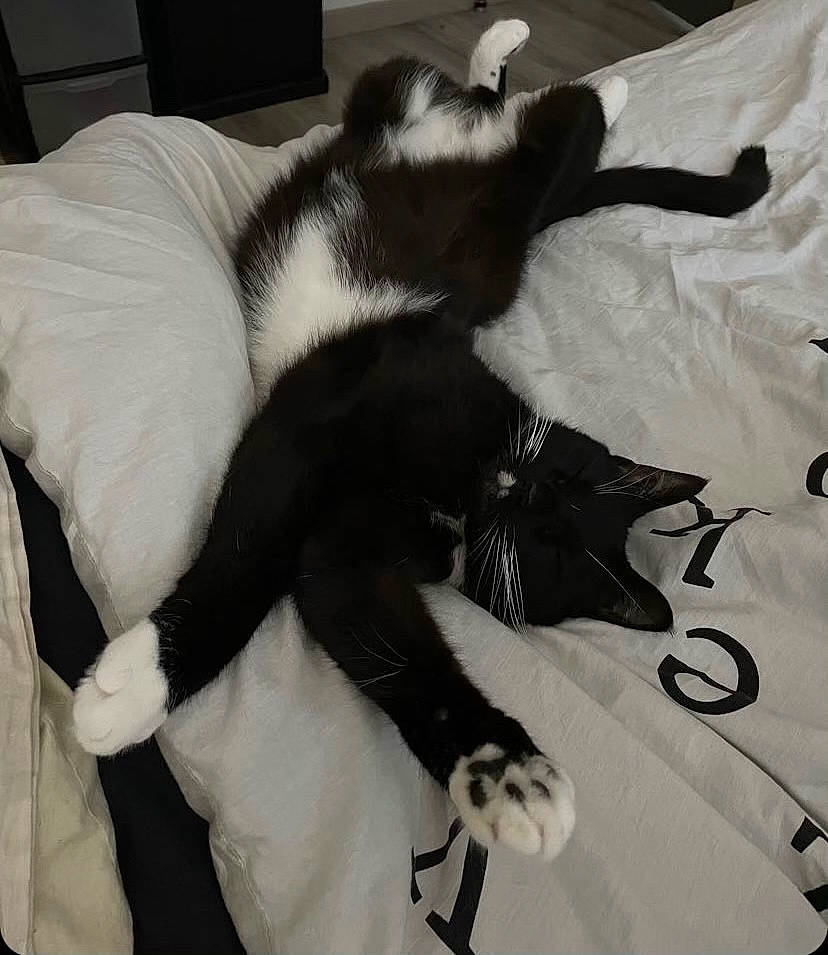 Simba participe au concours pour gagner de l'argent avec cette photo : canidae, carnivore, cat, claw, comfort, companion_dog, dog_breed, domestic_short_haired_cat, felidae, fur, linens, monochrome, nap, paw, sleep, small_to_medium_sized_cats, sporting_group, tail, terrestrial_animal, whiskers