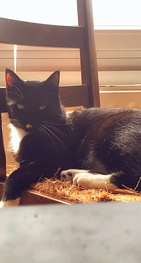 Simba a rejoint le concours — aidez-le/la à gagner de superbes lots ! black_cat, carnivore, cat, cloud, comfort, domestic_short_haired_cat, felidae, flooring, fur, hardwood, mammal, paw, rectangle, small_to_medium_sized_cats, snout, tail, tints_and_shades, whiskers, window, wood