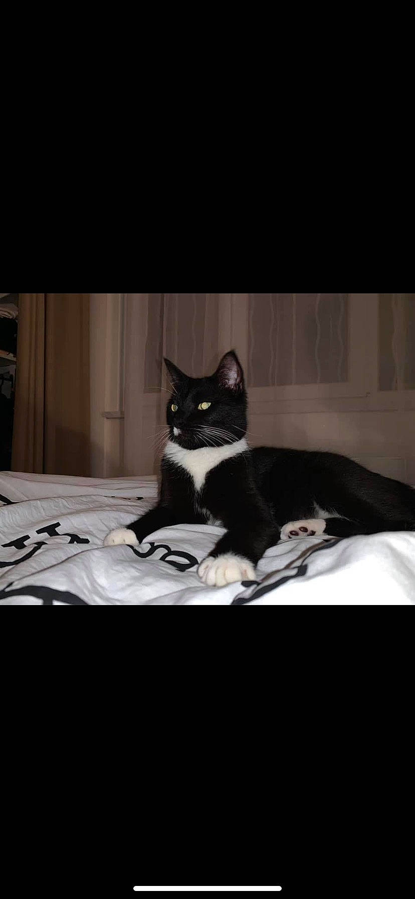 Simba a rejoint le concours — aidez-le/la à gagner de superbes lots ! bedding, black_cat, carnivore, cat, comfort, darkness, domestic_short_haired_cat, felidae, formal_wear, fur, grey, linens, monochrome_photography, room, small_to_medium_sized_cats, snout, tail, tints_and_shades, whiskers, wood