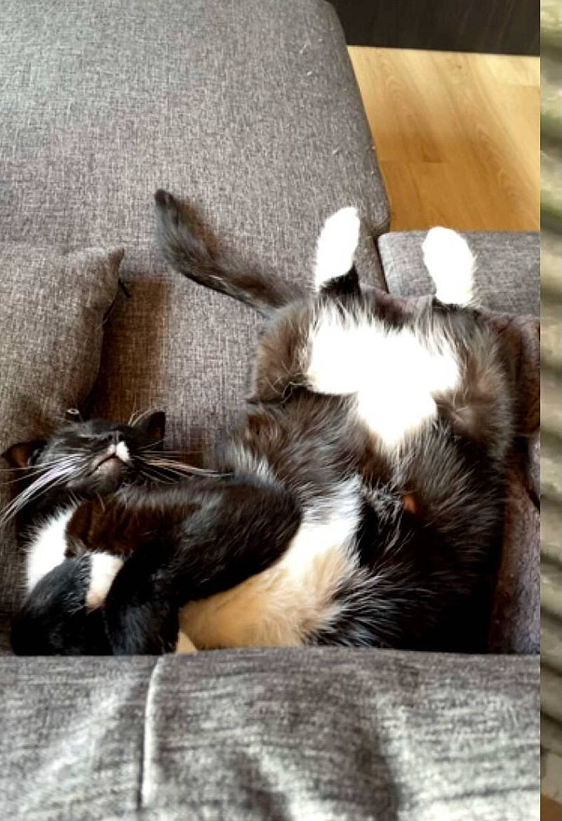 Simba participe au concours pour gagner de l'argent avec cette photo : carnivore, cat, cat_supply, claw, comfort, companion_dog, felidae, flooring, fur, hardwood, linens, paw, small_to_medium_sized_cats, tail, terrestrial_animal, whiskers, wood