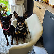 T'Choupi a rejoint le concours — aidez-le/la à gagner de superbes lots ! animal, architecture, armchair, building, canine, chair, couch, dog, flower, flowerarrangement, furniture, homedecor, indoors, interiordesign, livingroom, pet, plant, plywood, room, wood
