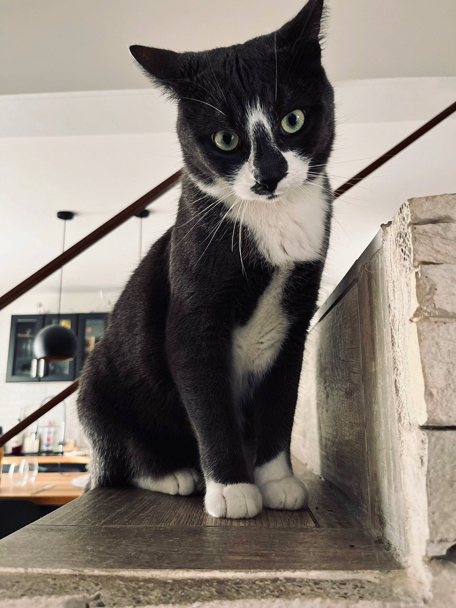 Piwi a rejoint le concours — aidez-le/la à gagner de superbes lots ! black, black_and_white, black_cat, carnivore, cat, domestic_short_haired_cat, felidae, fur, grey, line, monochrome, monochrome_photography, small_to_medium_sized_cats, snout, style, tail, tints_and_shades, water, whiskers, white