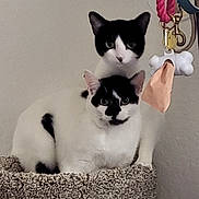Khaleesi And Tyrion joined the competition — help win amazing prizes! cat, cats, black_and_white, pet, animal, indoor, carpeted_cat_tree, fur, whiskers, ears, eyes, face, leash, bone_shaped_bag_holder, curious, sitting, standing, domestic, feline, home